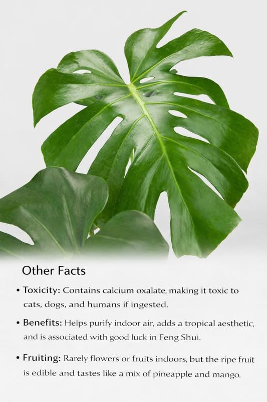 Ceriman Live Plant | Exotic Monstera for Living Room (1 Healthy